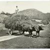 Ox team and hay cart.