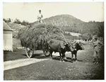 Ox team and hay cart.