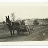 Horse drawn wagon on a country road