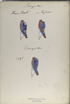 Dragonders: Hessen Cassel [?], van Bylandt.  1795