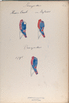 Dragonders: Hessen Cassel [?], van Bylandt.  1795