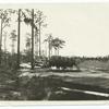 Logs going to the Sawmill, Florida.