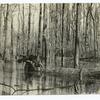 Cutting Gum Trees in a Swamp.