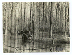Cutting Gum Trees in a Swamp.