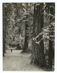 California, Redwood.