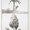 Fig. 1. Figuier d'Adam, vulgairement Bannanas; Fig. 2a. Beau Cuprès, au Vieux Caire, b. Poulle de Pharaon, tenuë pour l'Ibis.