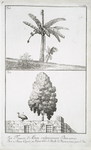 Fig. 1. Figuier d'Adam, vulgairement Bannanas; Fig. 2a. Beau Cuprès, au Vieux Caire, b. Poulle de Pharaon, tenuë pour l'Ibis.