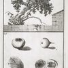 Fig. 1. Giomez, ou Sicomore (Ficus fatua) avec ses feuilles et ses fruits; Fig. 2. Feuilles et fruits, de grandeur naturelle.