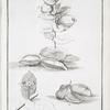 Representation de la Plante appellée en arabe OSCHAR. Elle croit autour Morrada le Havre de la Cataracte & ordinairement en hauteur de trois pieds danois, dessineé d'apres nature par F.L. Norden. (A. Une branche avec feuilles & fruits, B.B. Fruits, C. Fleurs, D. Fruit partagé pour montrer les feves, E. Feve partagée pour faire voire les semences & la matiere veluë qui les envelope.)