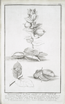 Representation de la Plante appellée en arabe OSCHAR. Elle croit autour Morrada le Havre de la Cataracte & ordinairement en hauteur de trois pieds danois, dessineé d'apres nature par F.L. Norden. (A. Une branche avec feuilles & fruits, B.B. Fruits, C. Fleurs, D. Fruit partagé pour montrer les feves, E. Feve partagée pour faire voire les semences & la matiere veluë qui les envelope.)