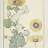 Pavots