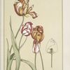 Tulipes