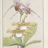 Orchidées