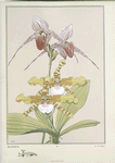 Orchidées