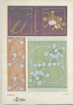 Orchidées