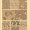 Eight textile designs