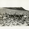 Transcontinental telephone line of the A.T. & T. Co. : carting in the mountain country. Unloading poles at stake no. 580 east of Golconda, Nev. 4-13-14.
