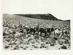 Transcontinental telephone line of the A.T. & T. Co. : carting in the mountain country. Unloading poles at stake no. 580 east of Golconda, Nev. 4-13-14.