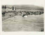 Transcontinental telephone line of the A.T. & T. Co. : construction gang swimming a horse across Rock Creek, at stake 2503 near Rock House, Nev. 5-1-14.