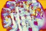 The clowns