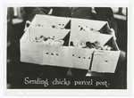 Sending chicks parcel post