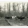 The slow plodding oxen, driven on by the cries of the men, are seen dragging their way through the forest hauling immense logs to the railway, and after many changes and adventures these same logs will form part of a ship that will ultimately help to bring peace to the world.