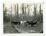 The slow plodding oxen, driven on by the cries of the men, are seen dragging their way through the forest hauling immense logs to the railway, and after many changes and adventures these same logs will form part of a ship that will ultimately help to bring peace to the world.