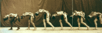 Shawn's men dancers in Wolf Dance (used later in his ballet Feather of the Dawn).
