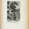 The Stuyvesant pear-tree.