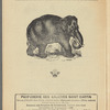 Le Petit Orchestre - Hippodrome