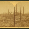 The great American cactus, Arizona