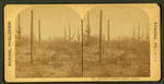 The great American cactus, Arizona