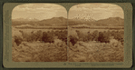 From Red to San Francisco Mountains, a woody wilderness in sun-kissed Arizona