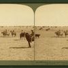 Among the 30,000 cattle of Sierra Bonita Ranch, lassoing a yearling, Arizona.