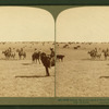 Among the 30,000 cattle of Sierra Bonita Ranch, lassoing a yearling, Arizona