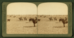 Among the 30,000 cattle of Sierra Bonita Ranch, lassoing a yearling, Arizona