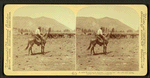 A cattle round-up in Arizona, "cutting out" the cows and calves