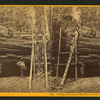 Cutting off section of big tree, (78 feet circum.) Fresno Co.