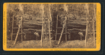 Cutting off section of big tree, (78 ft. circum.) Frezno [sic]Co.