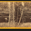 Cutting off section of big tree, (78 feet circum.) Fresno Co.