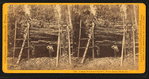 Cutting off section of big tree, (78 feet circum.) Fresno Co.