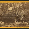 Cutting off section of big tree, (78 ft. circum.) Frezno [sic]Co.