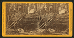 Cutting off section of big tree, (78 ft. circum.) Frezno [sic]Co.
