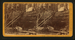 Cutting off section of big tree, (78 ft. circum.) Frezno [sic]Co.