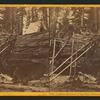 Cutting off section of big tree, (78 feet circum.) Fresno Co.