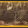 Cutting off section of big tree, (78 ft. circum.) Frezno [sic]Co.