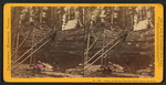 Cutting off section of big tree, (78 ft. circum.) Frezno [sic]Co.