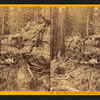 Top of big tree, felled in Fresno Grove, (78 feet circum.) Fresco Co.