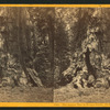 The largest tree in Fresno Grove, (79 feet circum.) Fresno Co.