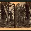 Ending a life of centuries, a giant tree falling, logging among the big trees, Converse Basin, California.